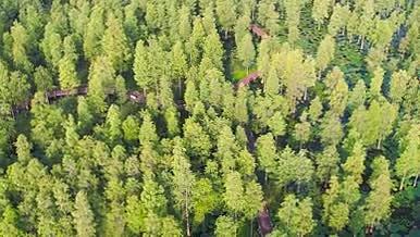 4K航拍自然风景水杉树森林视频的预览图